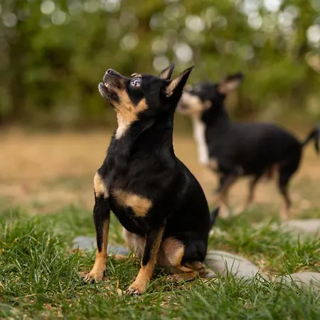 гнездото The Nest 2 Nyaraló *