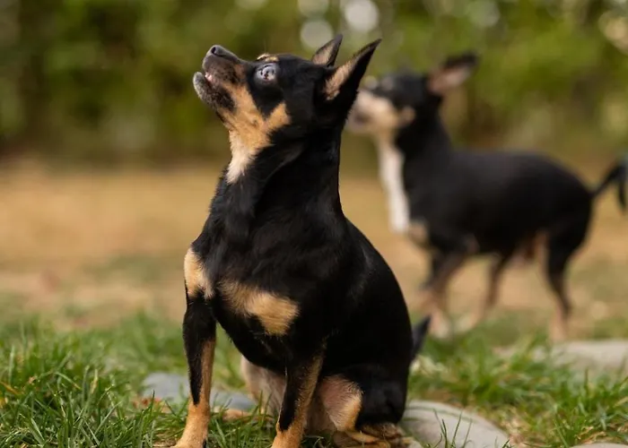 гнездото The Nest 2 度假居 *