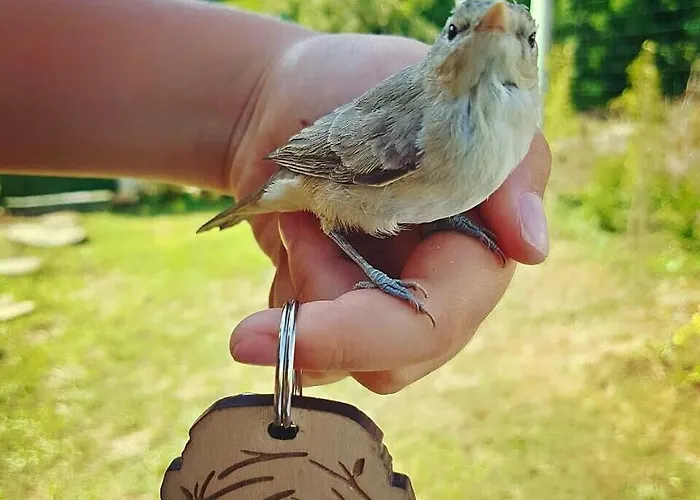 гнездото The Nest 2 度假居